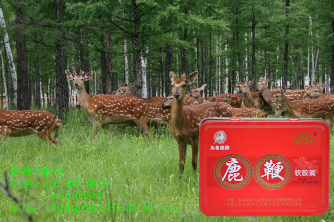 【天狮(Tiens)血之铁胶囊】天狮(Tiens)血之铁胶